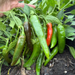 Load image into Gallery viewer, Tibetan Chili - Hot Pepper
