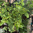 Load image into Gallery viewer, Tabasco - Hot Pepper
