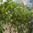 Load image into Gallery viewer, Aji Mango Hot Pepper
