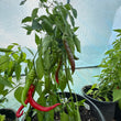 Load image into Gallery viewer, Jimmy Nardello - Sweet Frying Pepper

