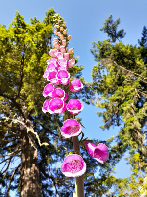 Wild Foxglove - Digitalis