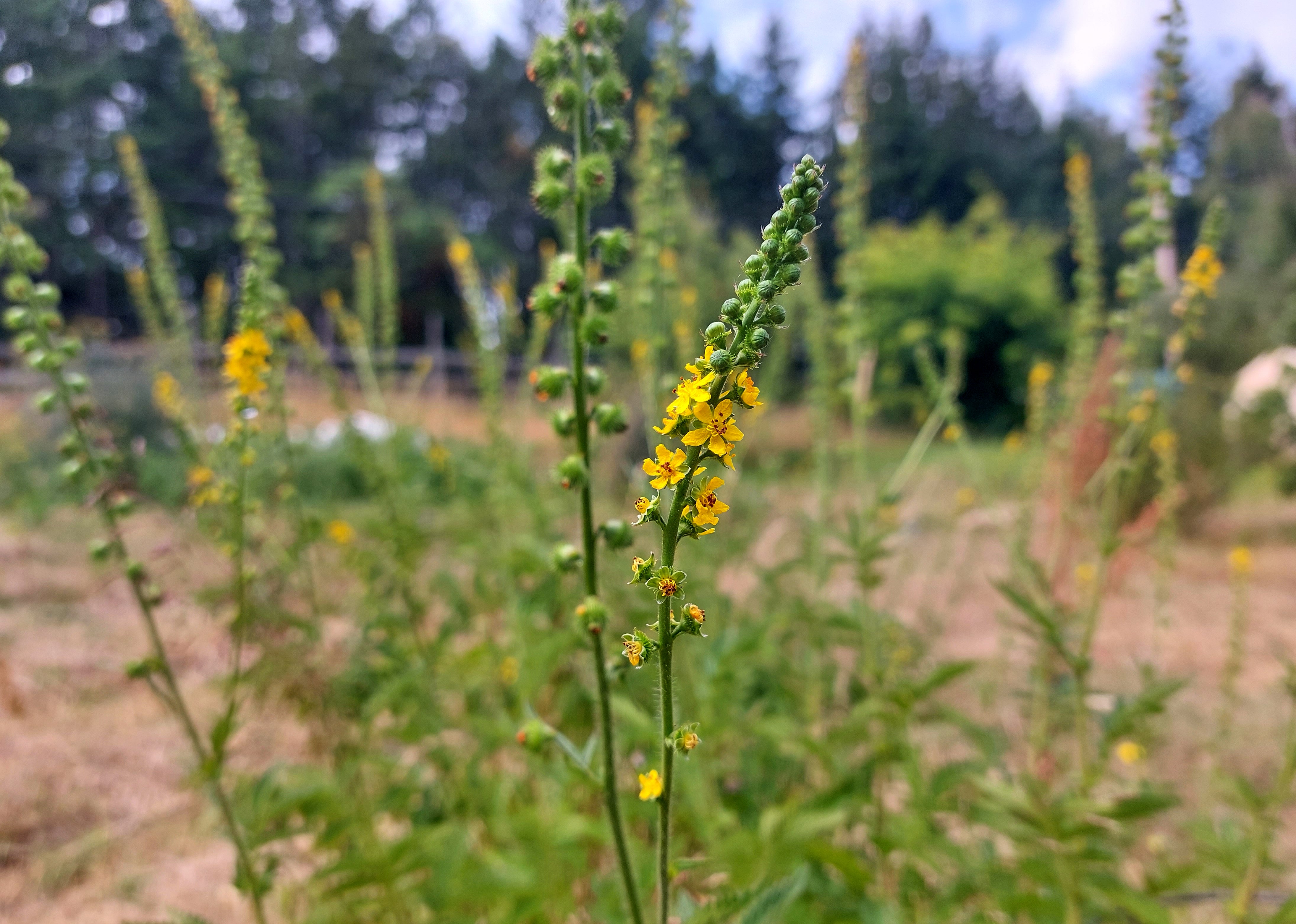 Agrimony – Eagleridge Seeds