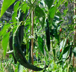 Pasilla Bajio Hot Pepper