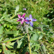 Load image into Gallery viewer, Borage - Annual Flower

