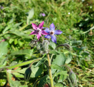 Borage - Flower