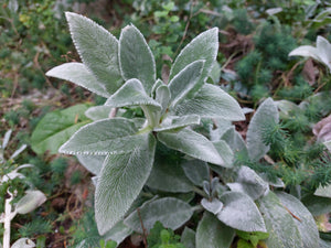 Lamb's Ears - Perennial Flower - Bees