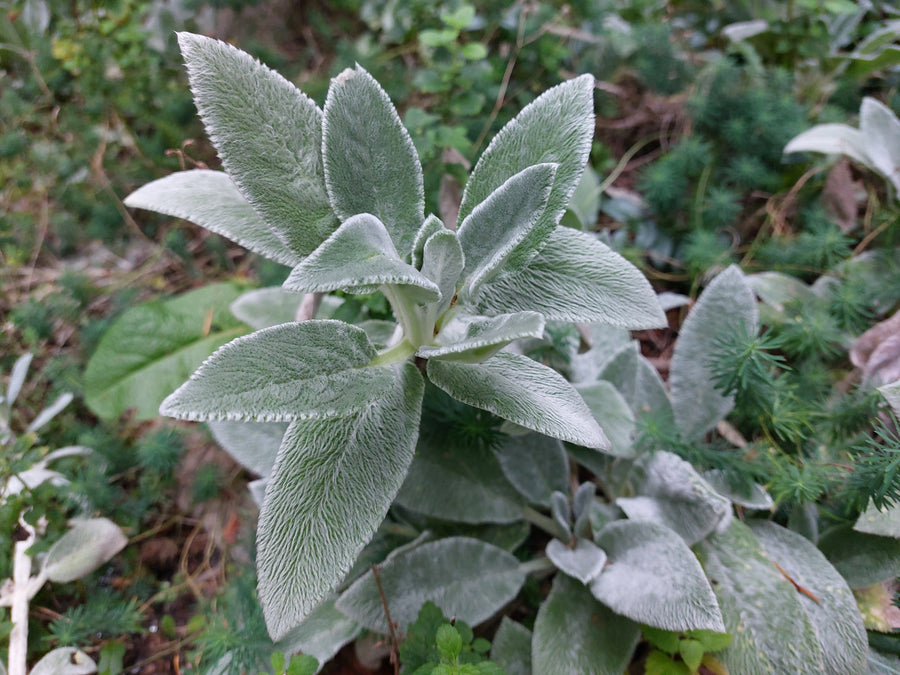 Lamb's Ears Perennial Flower