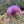 Load image into Gallery viewer, Cardoon
