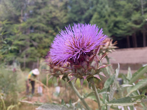 Cardoon