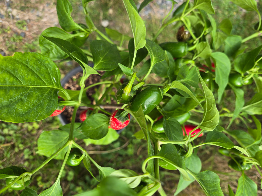 Zapotec Jalapeno Hot Pepper