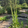Load image into Gallery viewer, Mullein
