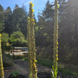 Load image into Gallery viewer, Mullein
