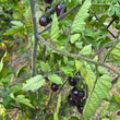 Load image into Gallery viewer, Blueberries Cherry Tomato
