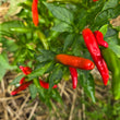 Load image into Gallery viewer, Chile de Arbol - Hot Pepper

