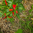 Load image into Gallery viewer, Chile de Arbol - Hot Pepper
