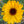 Load image into Gallery viewer, Calendula Mix - Calendula officinalis
