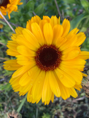Calendula Mix - Calendula officinalis