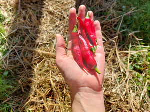 Hot Pepper - Aji Colorado - Rare