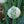 Load image into Gallery viewer, Amish Bottle Onion
