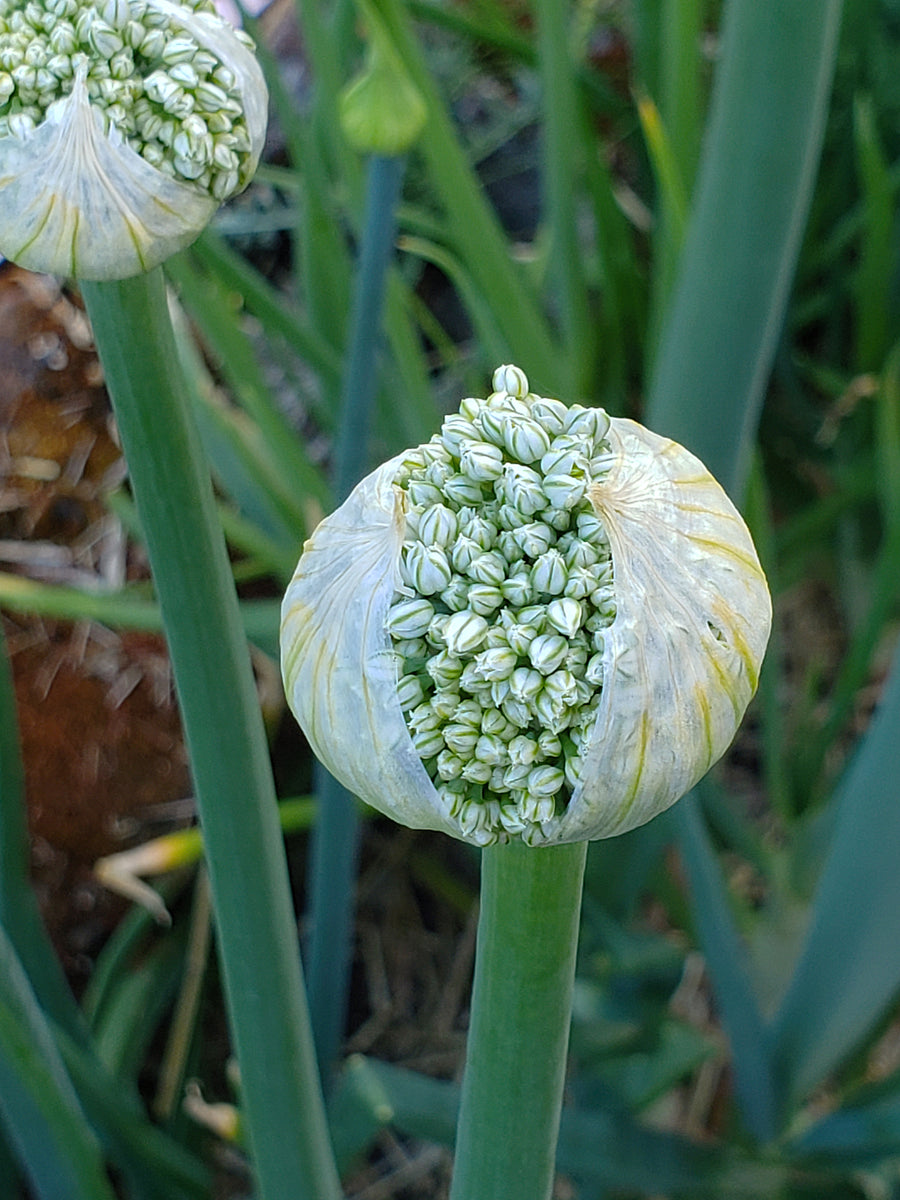 Amish Bottle Onion