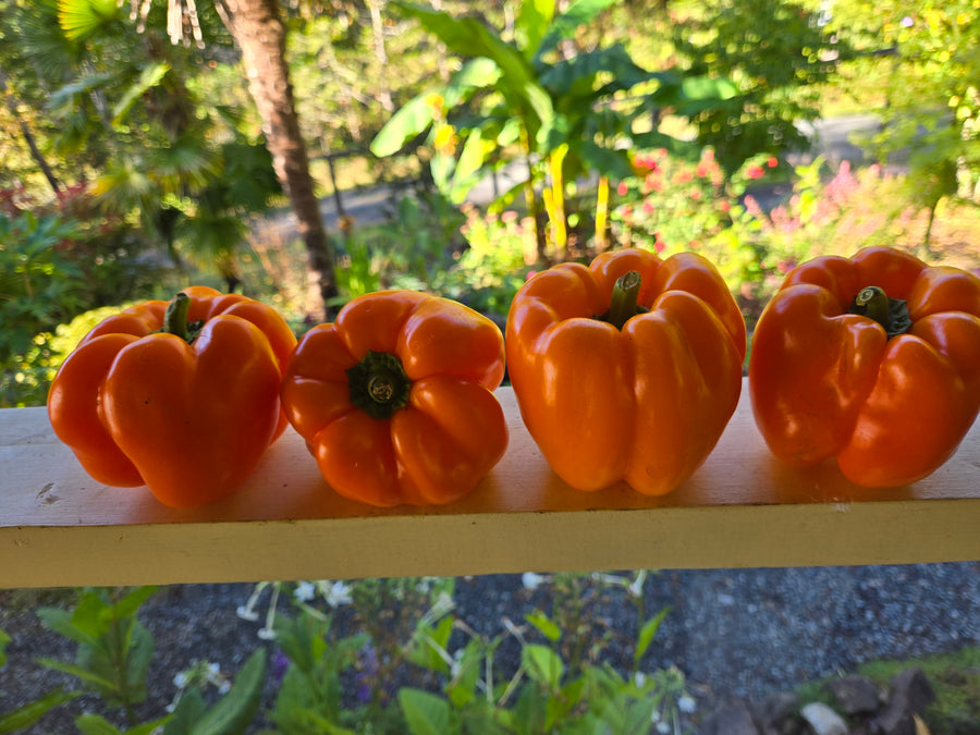Ariane Sweet Pepper