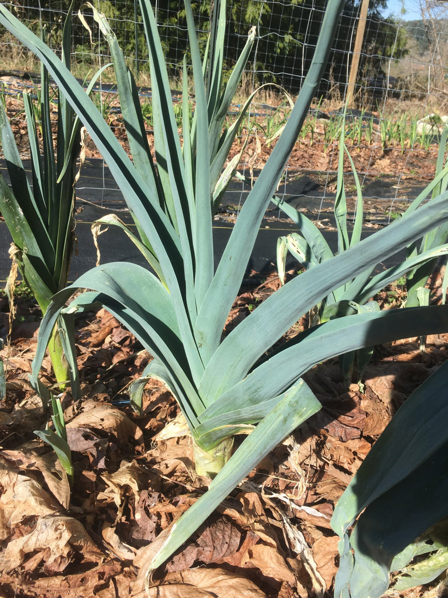 Bandit Leek