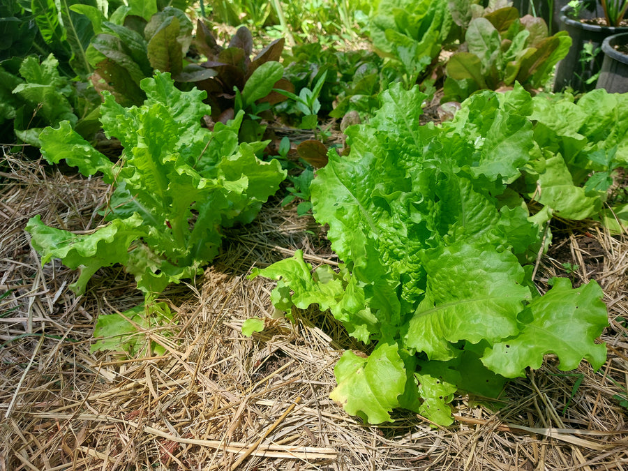 Bionda a Foglia Looseleaf Lettuce