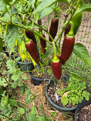 Brown Jalapeño Hot Pepper