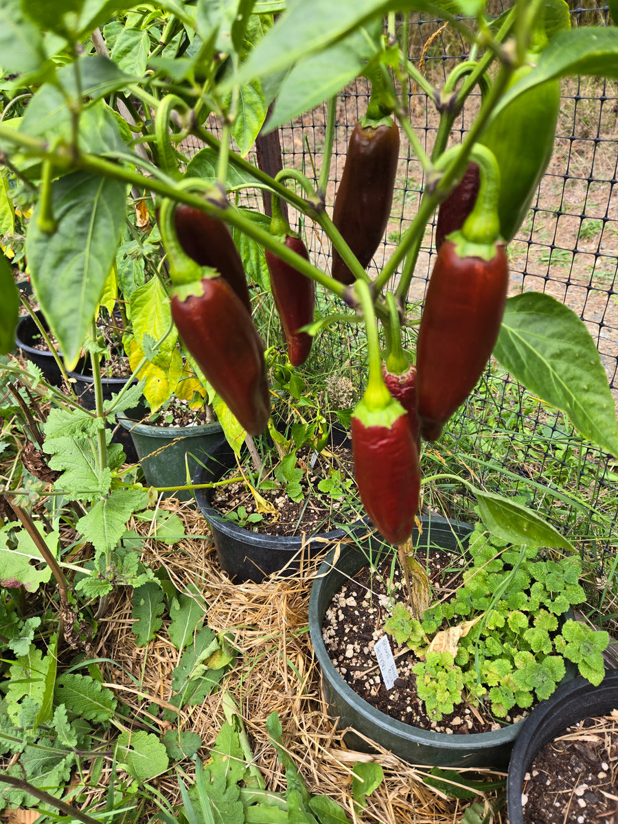Brown Jalapeño Hot Pepper