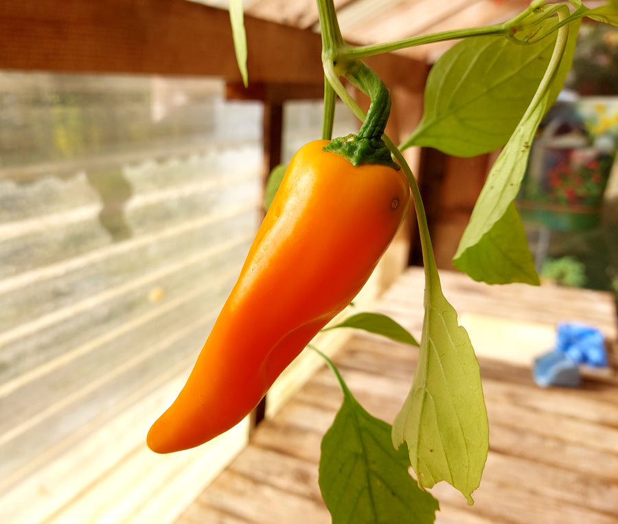 Hot Pepper Bulgarian Carrot