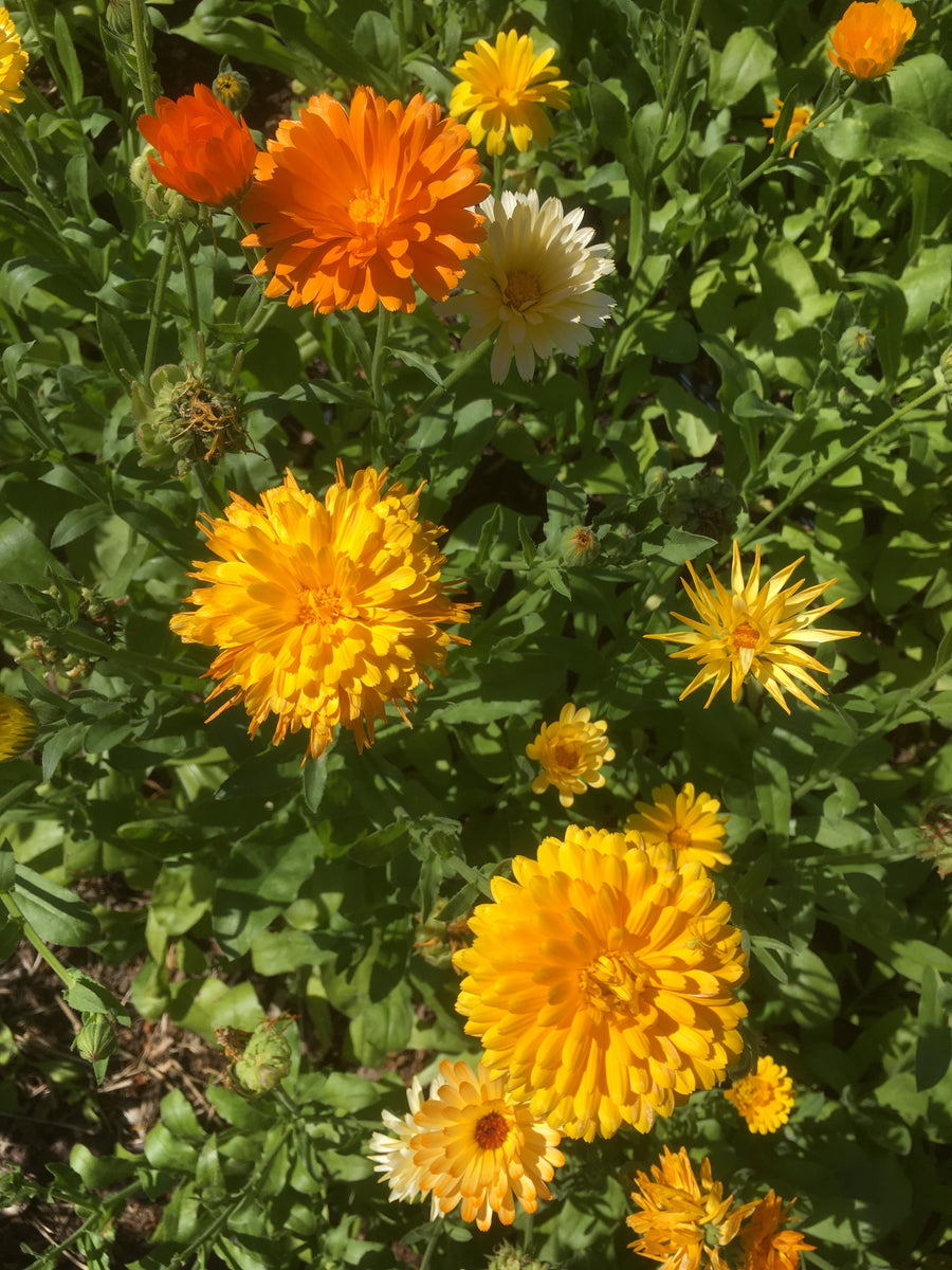 Calendula - Perennial Flower