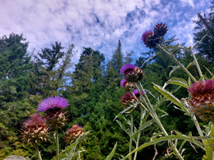 Cardoon