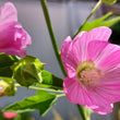 Load image into Gallery viewer, Kashmir Tree Mallow
