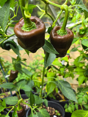 Chihuacle Negro Hot Pepper