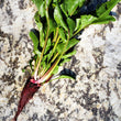 Load image into Gallery viewer, Crapaudine Beet
