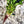 Load image into Gallery viewer, Crapaudine Beet
