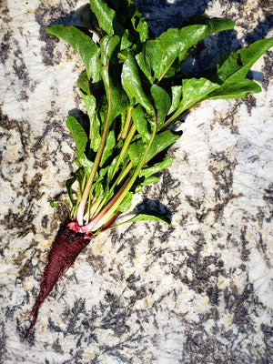Crapaudine Beet