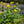 Load image into Gallery viewer, Cup Plant
