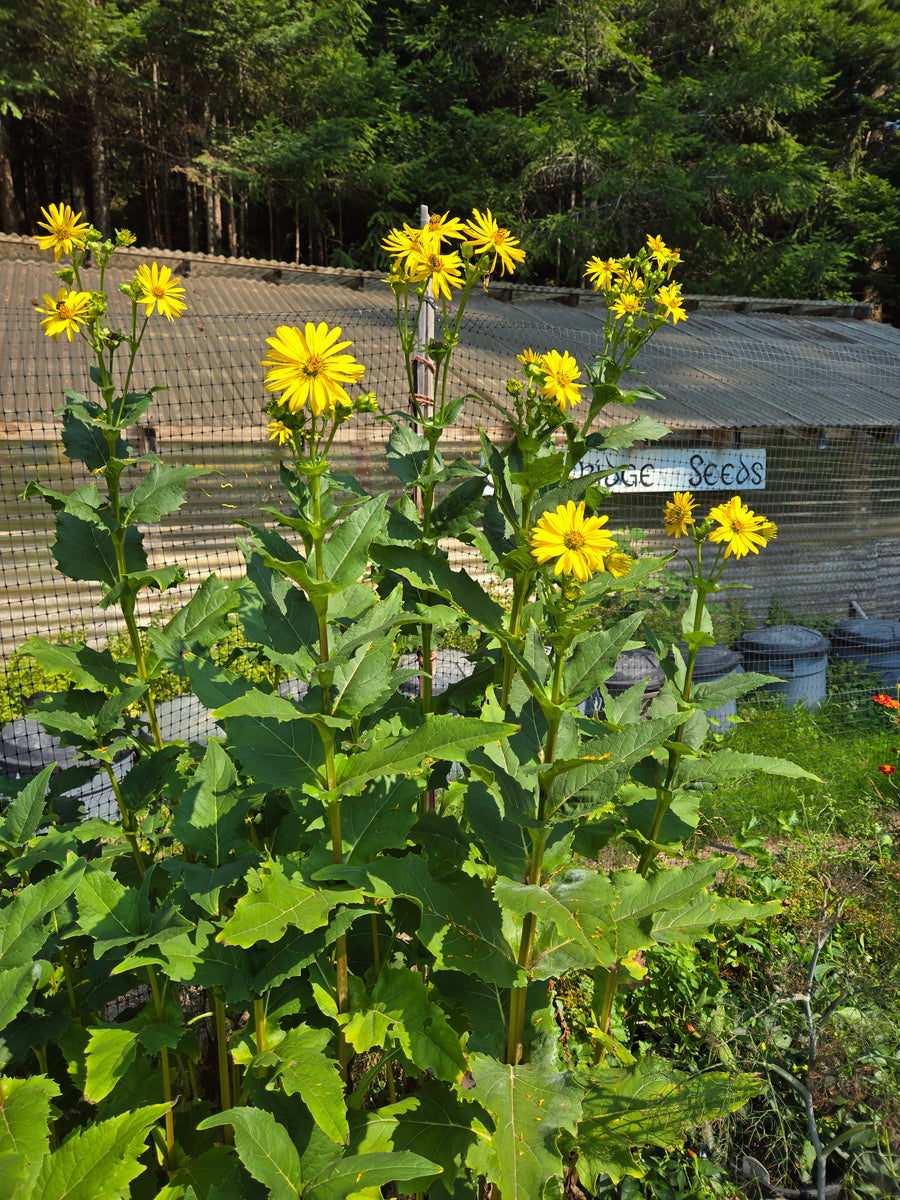 growing cup plant from seed Cup Plant – Eagleridge Seeds