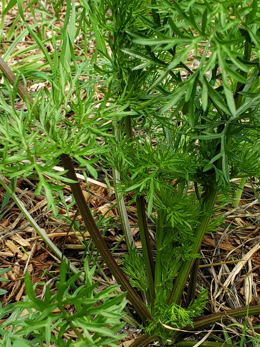 Delfino Cilantro