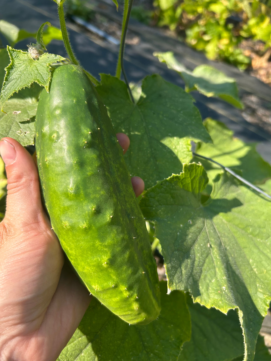 Early Fortune Cucumber