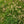 Load image into Gallery viewer, Earth Chestnut
