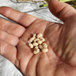 Load image into Gallery viewer, Fast Lady Northern Southern Cowpea
