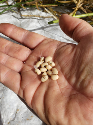 Fast Lady Northern Southern Cowpea