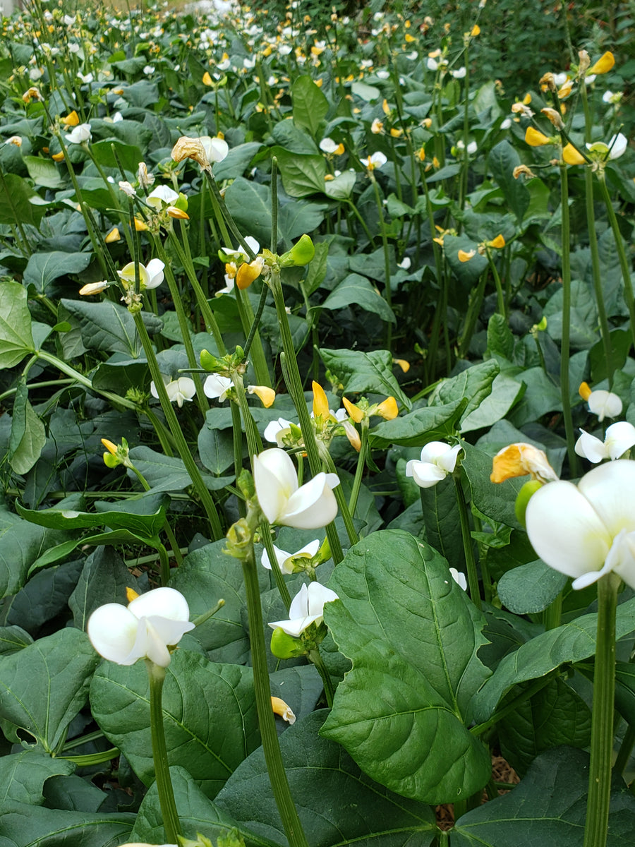 Fast Lady Northern Southern Cowpea