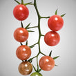 Load image into Gallery viewer, Florida Wild Everglades - Pearl Tomato
