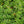 Load image into Gallery viewer, Florida Wild Everglades - Pearl Tomato
