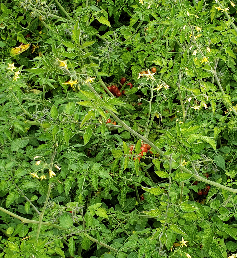 Florida Wild Everglades - Pearl Tomato