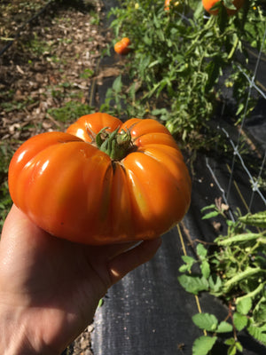 German Striped Tomato