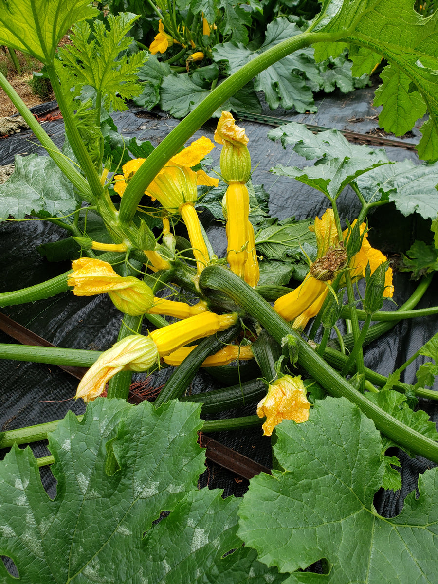 Goldini II Zucchini